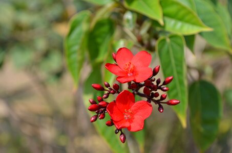 Flowers red bud