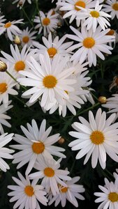 Chrysanthemum four seasons small daisy