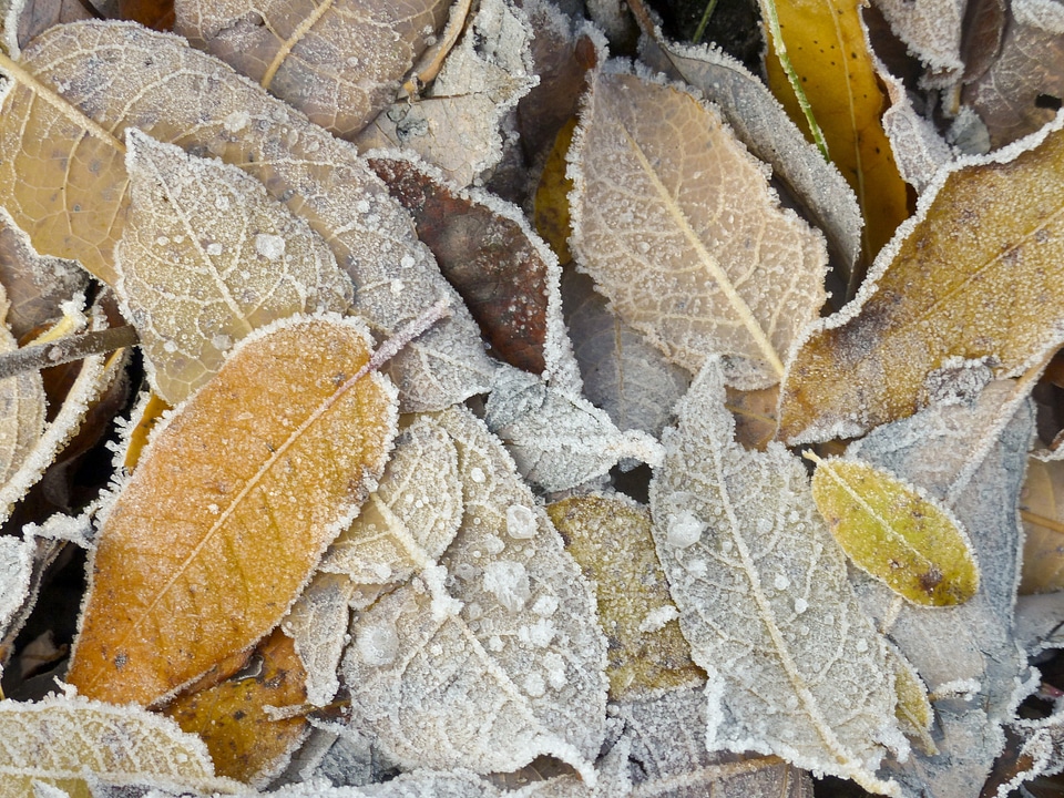 Leaves winter wintry