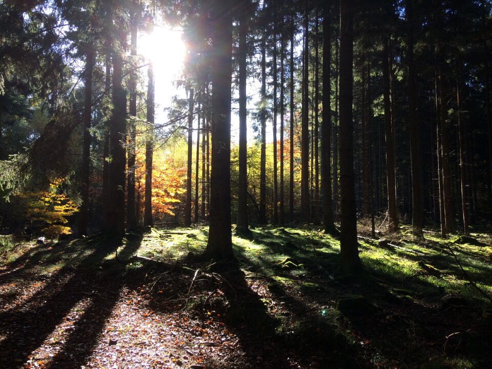 Forest flurry tree photo