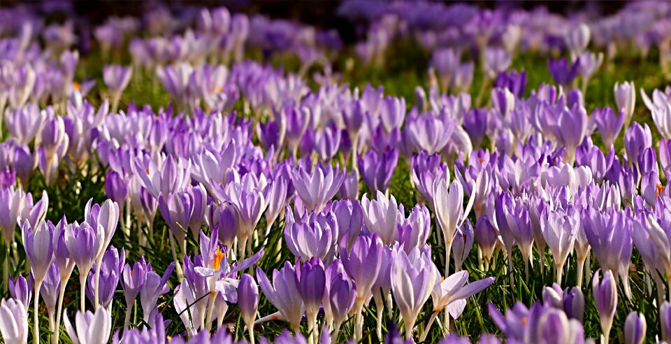 Violet early bloomer garden