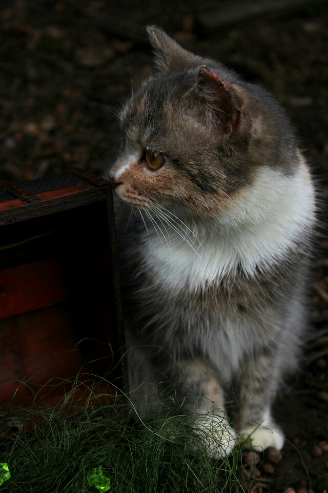 Beautiful cute kitty