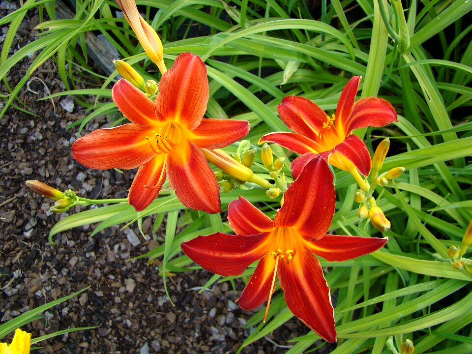 Flower red orange