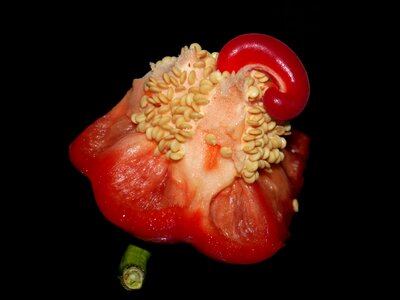 Lid food vegetables