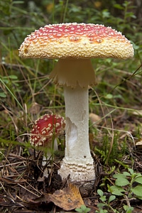 Red colorful mushrooms photo