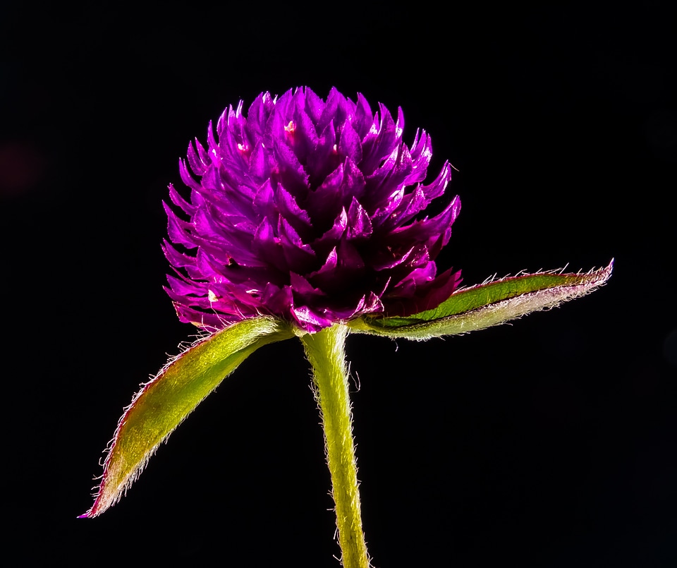 Flower blossom bloom