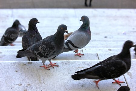 Nature bird animal world