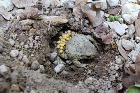 Toad animals gerardo photo