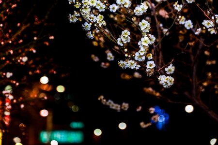 Flower tree plum flower nature