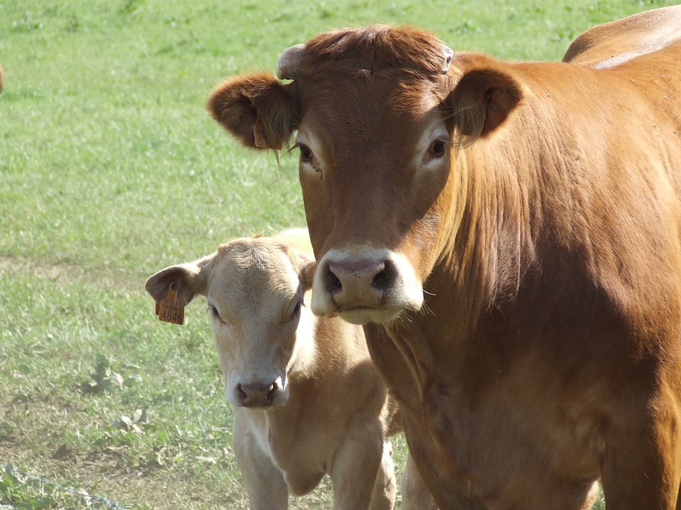 Brown cattle agriculture