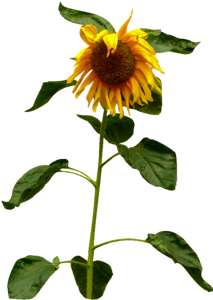 Flower summer yellow