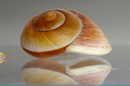 Casing seashell decorative