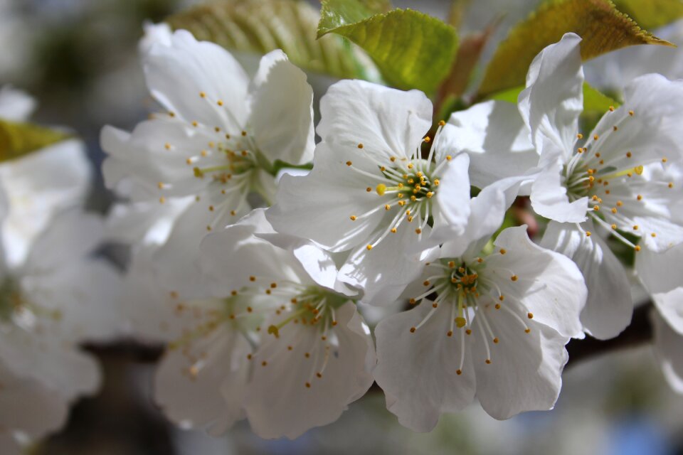 White flowering branch flowering