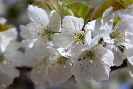 White flowering branch flowering