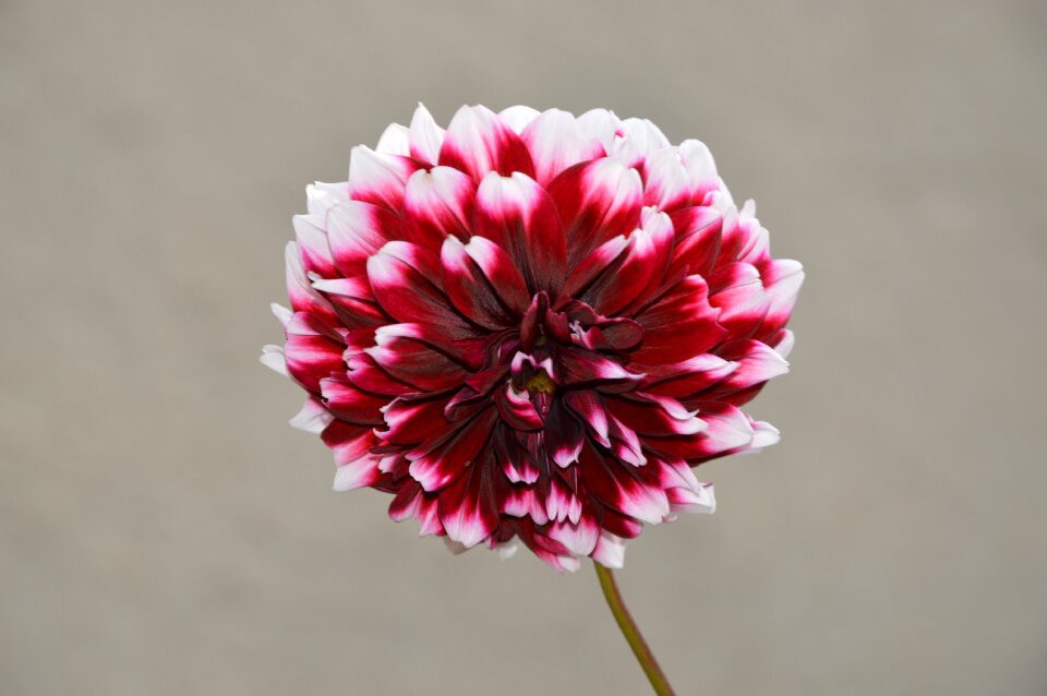Flower red flower plant
