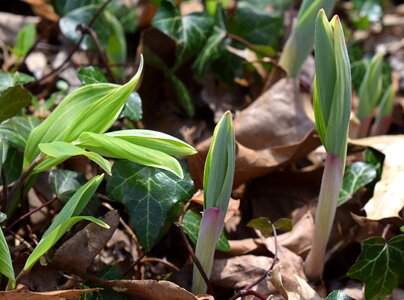 Sprout spring wild
