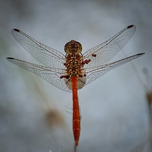 Animal nature wings photo