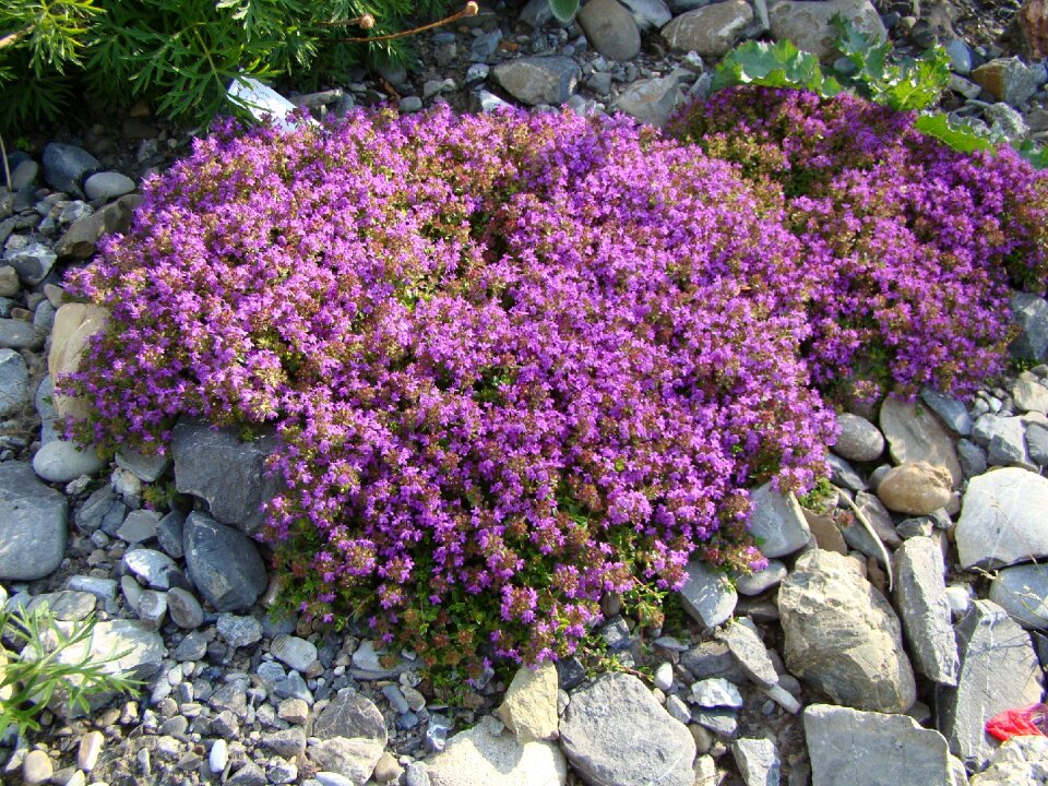 Flowers pink stone garden