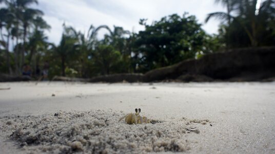 Crab beach sand photo