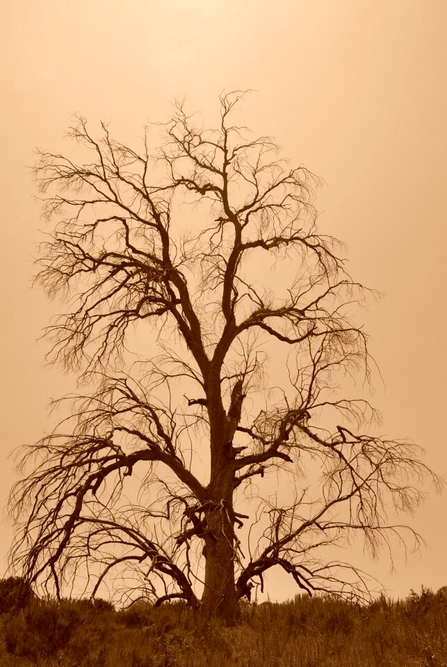 Dead sepia