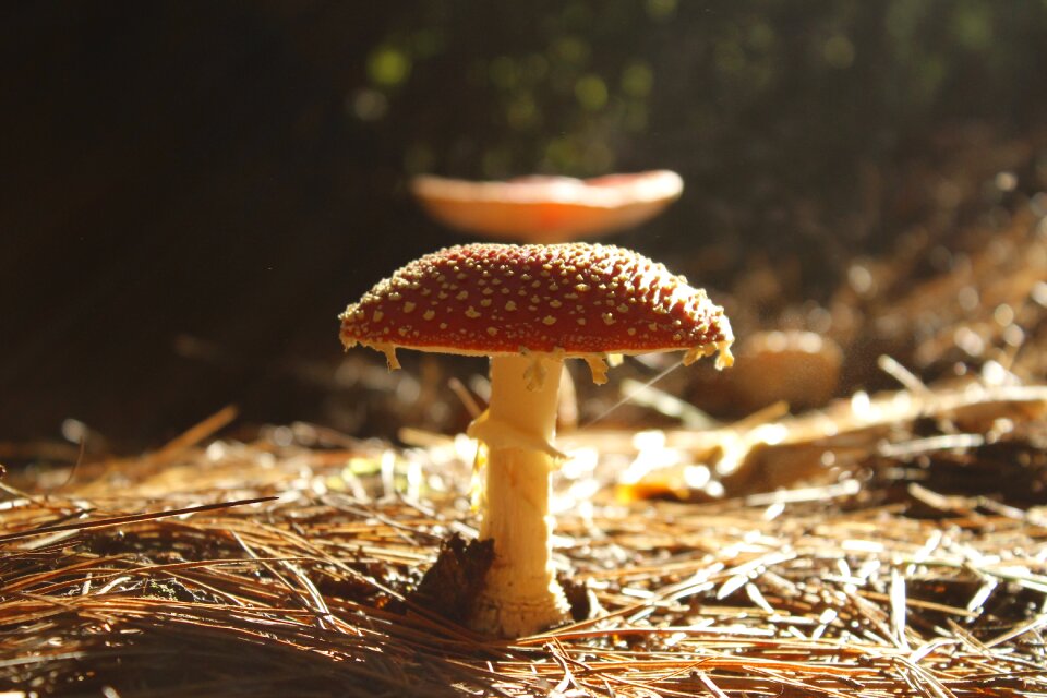 Nature wild natural