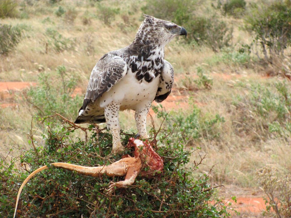 Martial eagle prey hunter