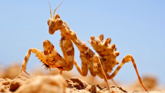 Insect nature desert