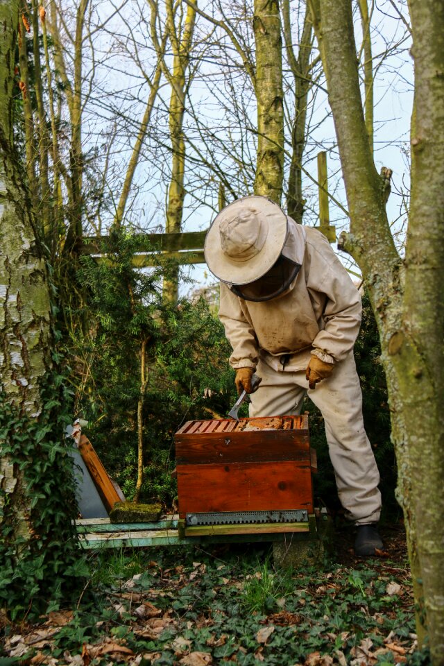 Bees nature beekeeping