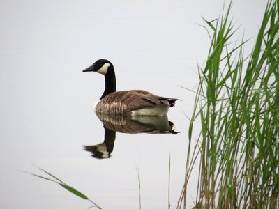 Rushes goose bird