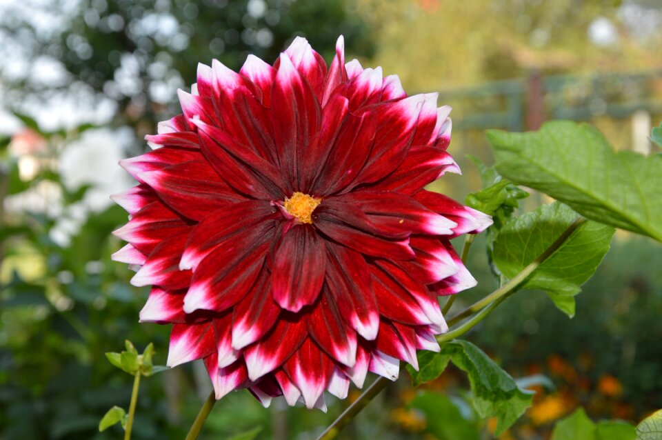 Flower red flower plant