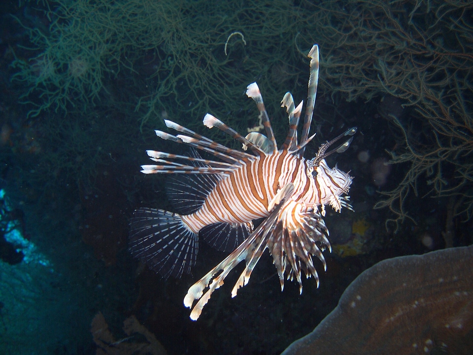 Cobra fish sulawesi walea