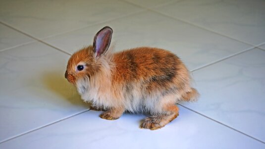 Animal cute bunny photo