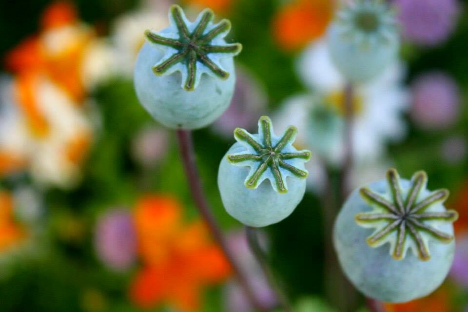 Plant garden nature