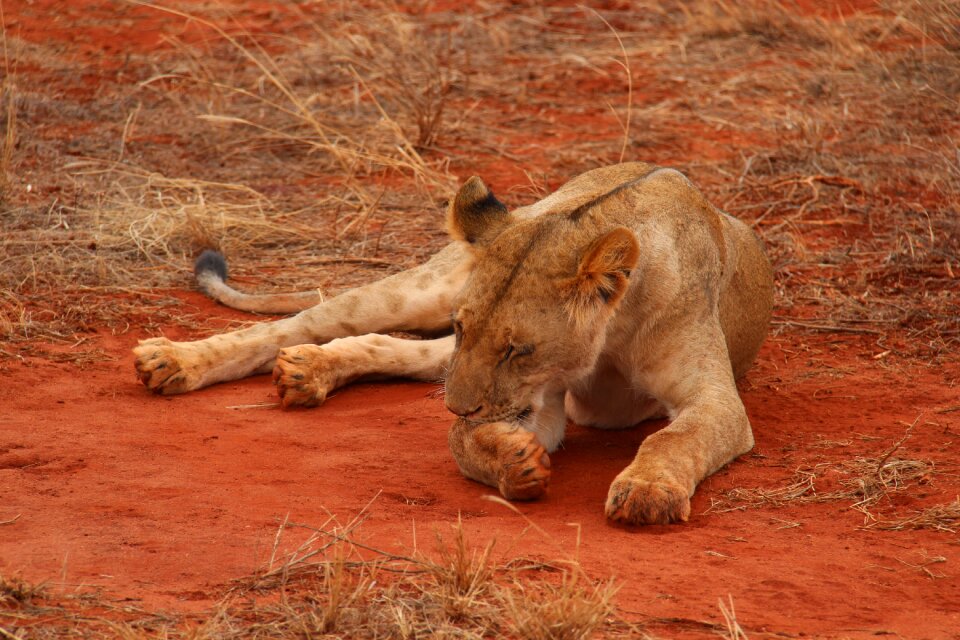 National park africa nature