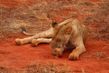 National park africa nature