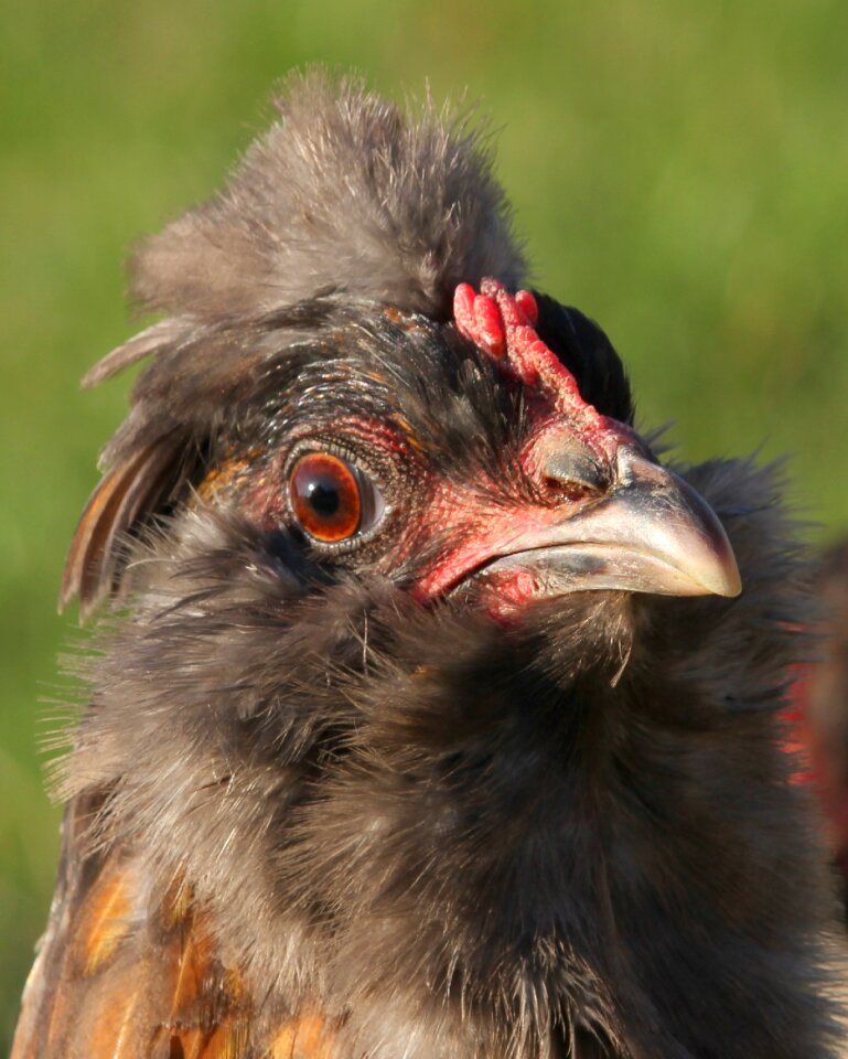 Free range easter-egger bird