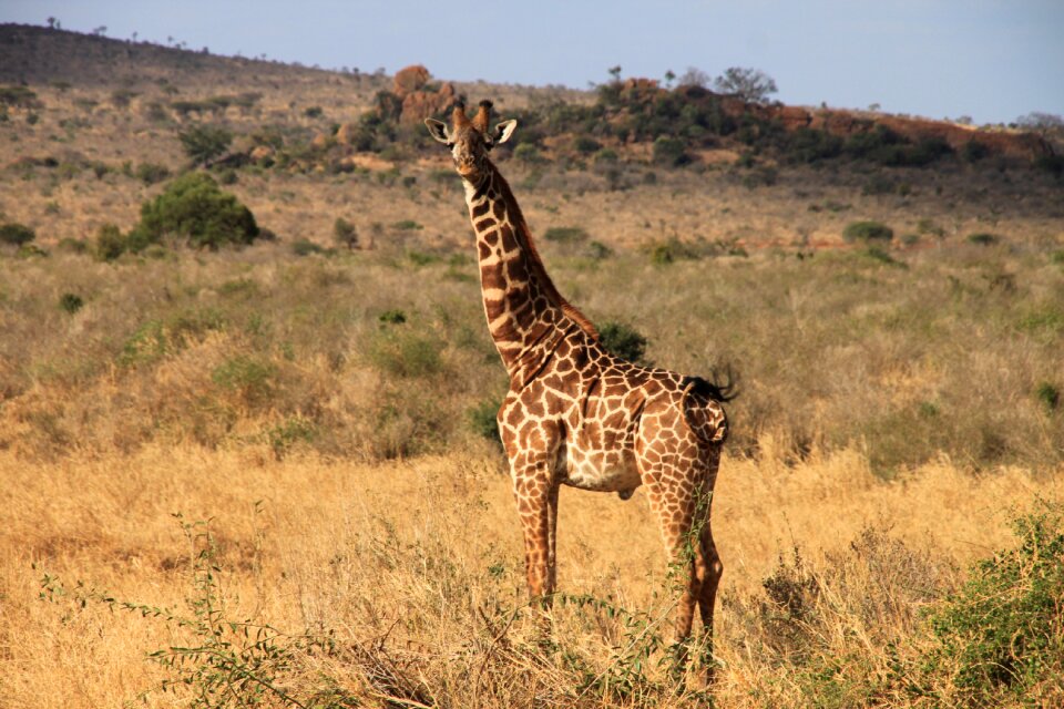 Giraffe kenya tsavo west