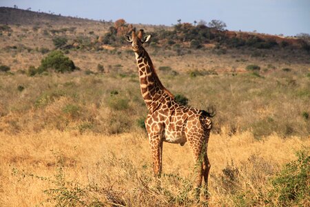 Giraffe kenya tsavo west