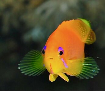 Colors fishing animal