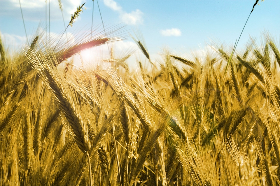 Grains harvest the stem