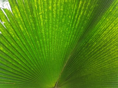 Green leaf veins background photo