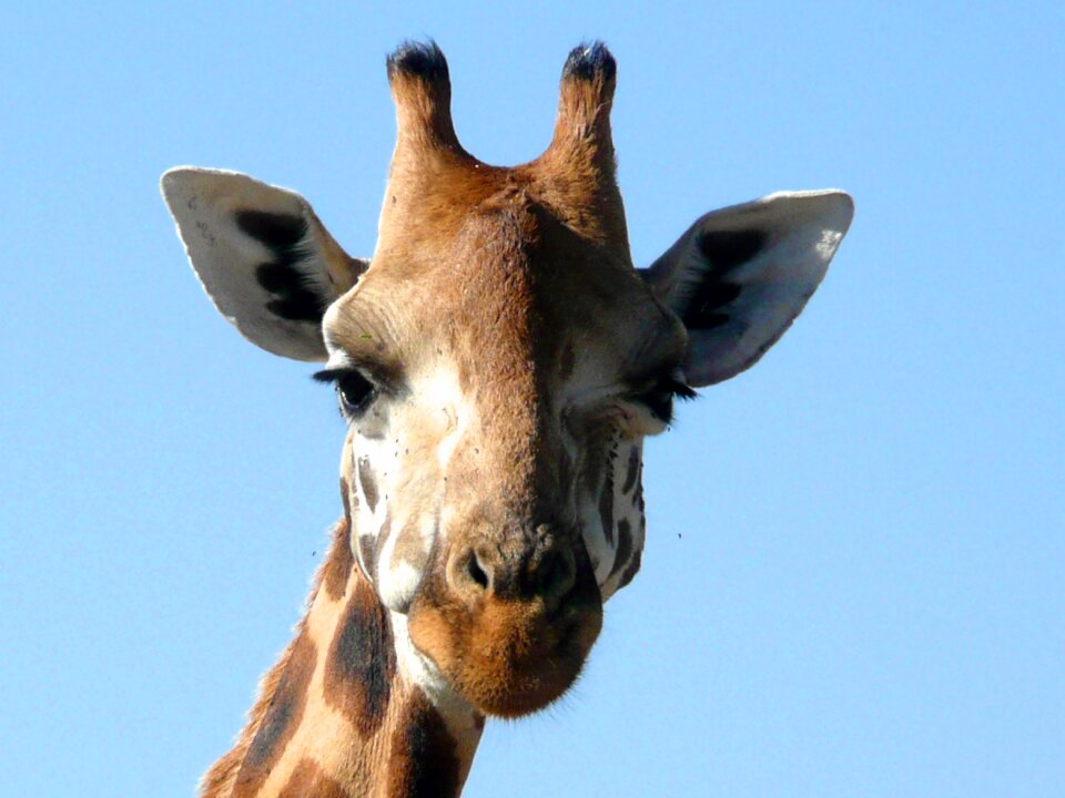 African mammal nature