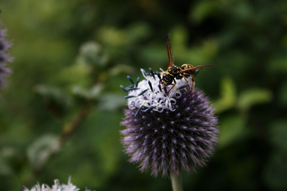 Field wasp animal blossom