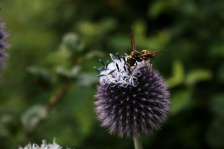 Field wasp animal blossom