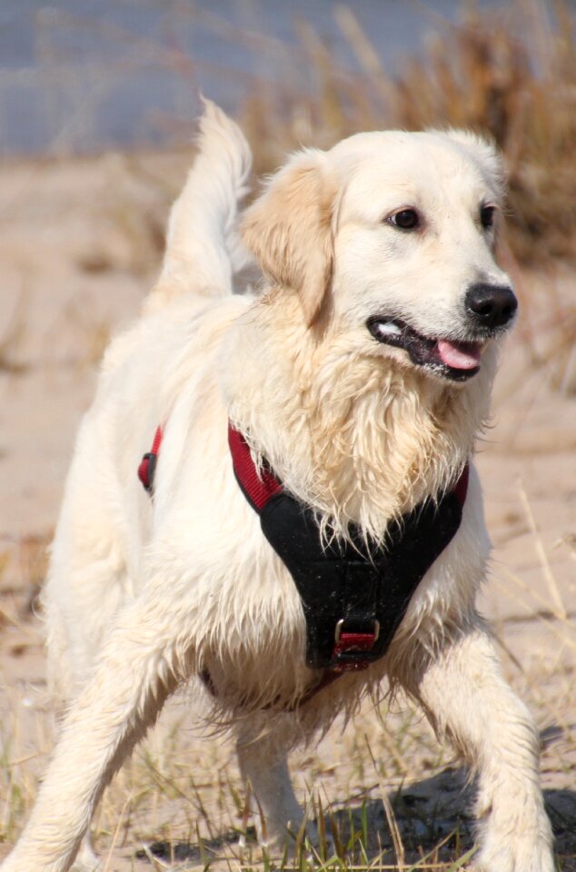 Pet young dog play photo