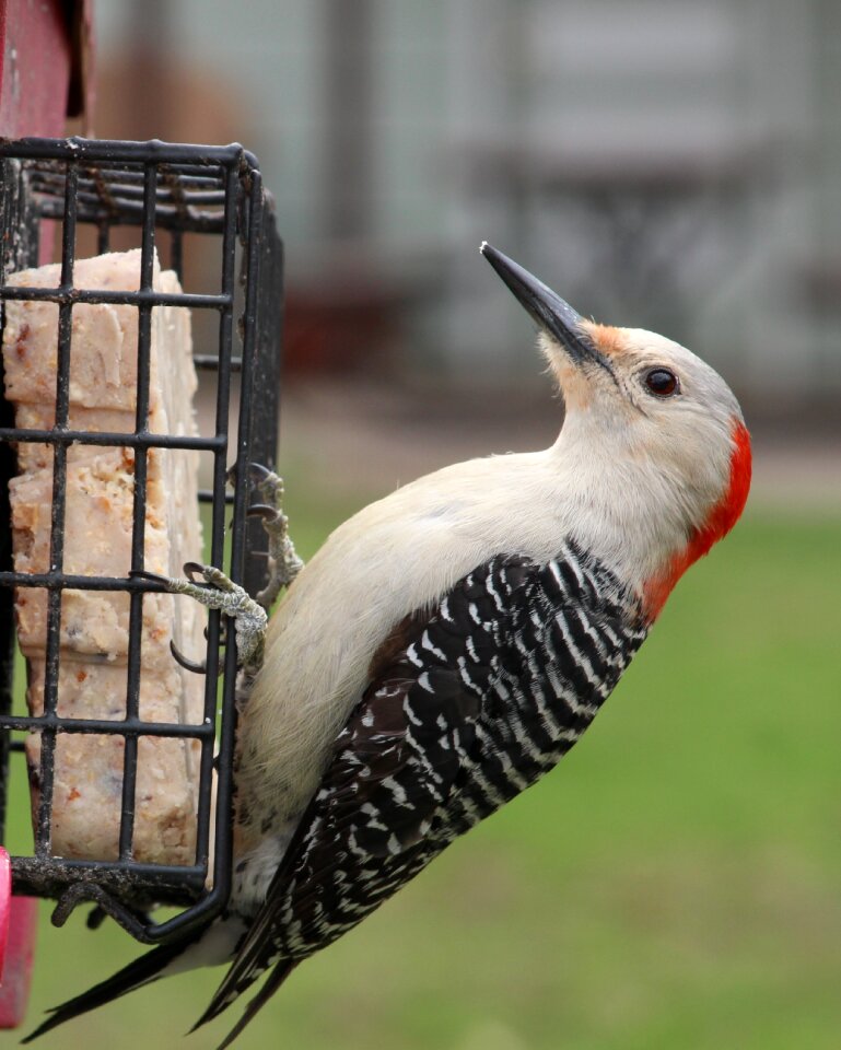 Bird wildlife backyard
