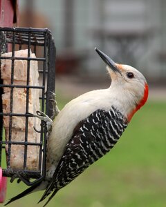 Bird wildlife backyard photo