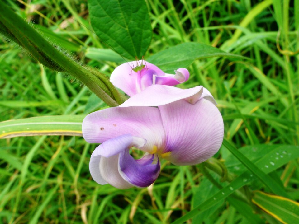 Nature plant floral