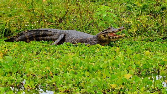 Alligator reptile animal
