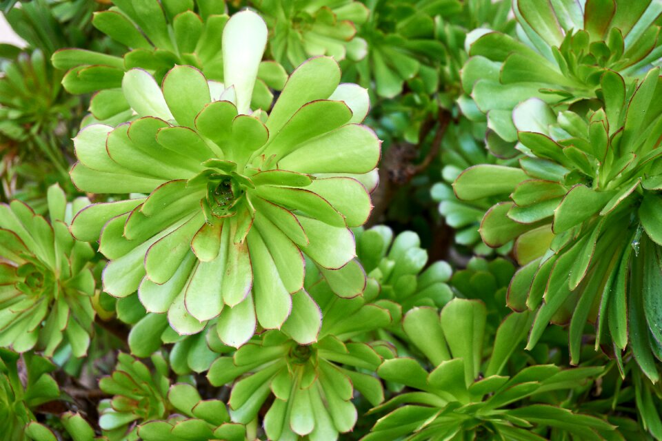 Botany succulent brightly colored
